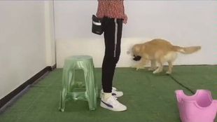 怎样教狗狗不能吃地下的东西有毒 d74576059f6acae677063ba167c788d7c0987dfd.jpg@310w_174h_1c_100q.jpg