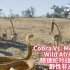 BBC Earth: Cobra Vs. MeerkatWild Africa 眼镜蛇对战狐獴-野性非洲