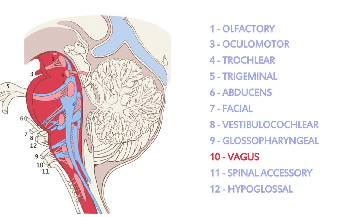 thenervoussystembrainstemandcerebellum