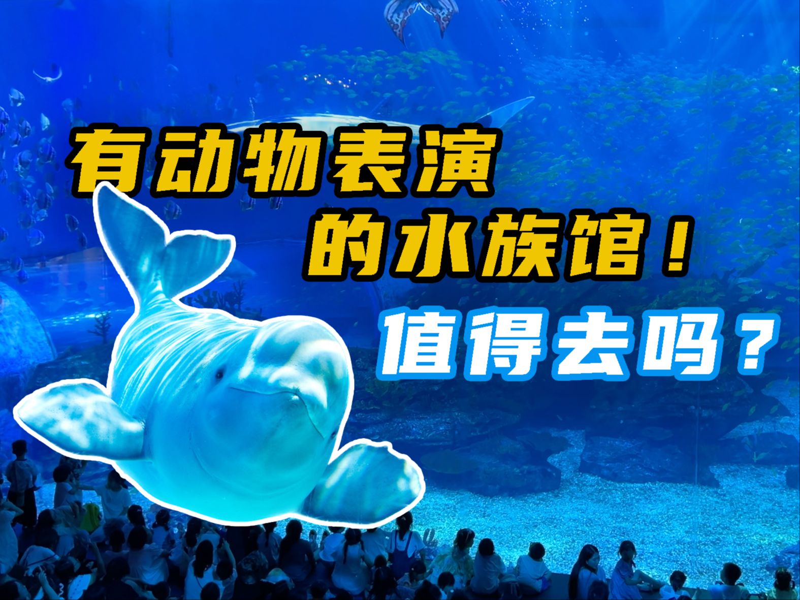 有动物表演的水族馆值得去吗？郑州海昌海洋公园之行！