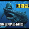 梅尔维尔鲸鱼咬死巨齿鲨幼崽之后巨齿鲨群攻击梅尔维尔鲸鱼精彩内容