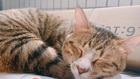 d787ca415f7f668502dbcbefa49c5c0c4fa6748b.jpg@480w_270h_1c