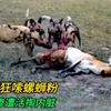 野狗掏肛羚羊，狂掏狂嗦羚羊肠粉，把羚羊活活掏吃至死，残忍至极