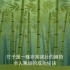 竹子的生长过程