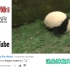 YouTube网友看熊猫宝宝打滚：未来的杂技演员！