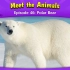 认识动物：北极熊 Meet the Animals 46  Polar Bear