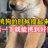 挑狗的时候提起来看一下，就能挑到好狗