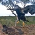 鹰妈妈守护在一旁，小鹰欢快的练习飞行，在巢里上蹿下跳