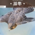 游隼 - 空中战斗机！地球上最快的动物！