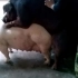 养猪场新手小处男公猪的第一次。猪猪交配超近距离拍摄