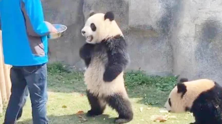 当熊猫意识到自己是国宝后，可把他牛坏了