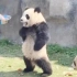 当熊猫意识到自己是国宝后，可把他牛坏了