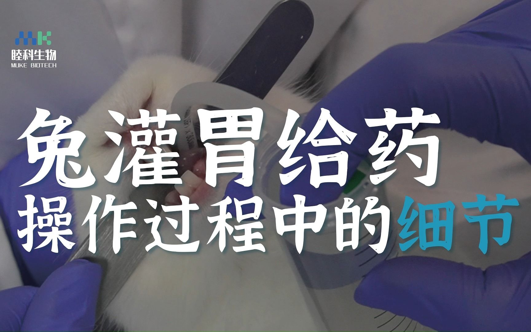睦科生物 | 兔灌胃给药操作过程中的细节