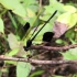 雄性方带溪蟌捕食大蚊