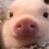 猪猪多可爱啊！
