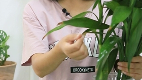 富贵竹几月份生根最好 d7ff2304ca49641042ea835fb911ffb9ea5a94a9.jpg@280w_158h_1c_100q.jpg