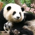 【大熊猫和花 和叶】花花：这是我的弟弟，我要留着自己吃！