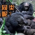黑猩猩开荤想吃肉，捕猎手段极其残忍，手撕疣猴惨不忍睹