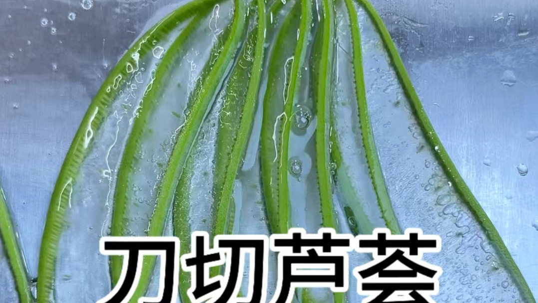 刀切芦荟