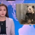 【看新闻学英文】熊猫丫丫将先回到上海检疫