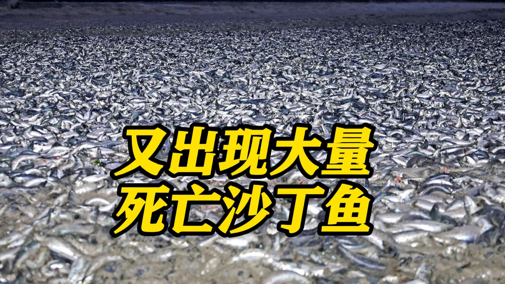 死因不明！北海道南部沿海再次发现大量死沙丁鱼
