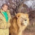 我和狮王奇克一起管理狮群冲突！