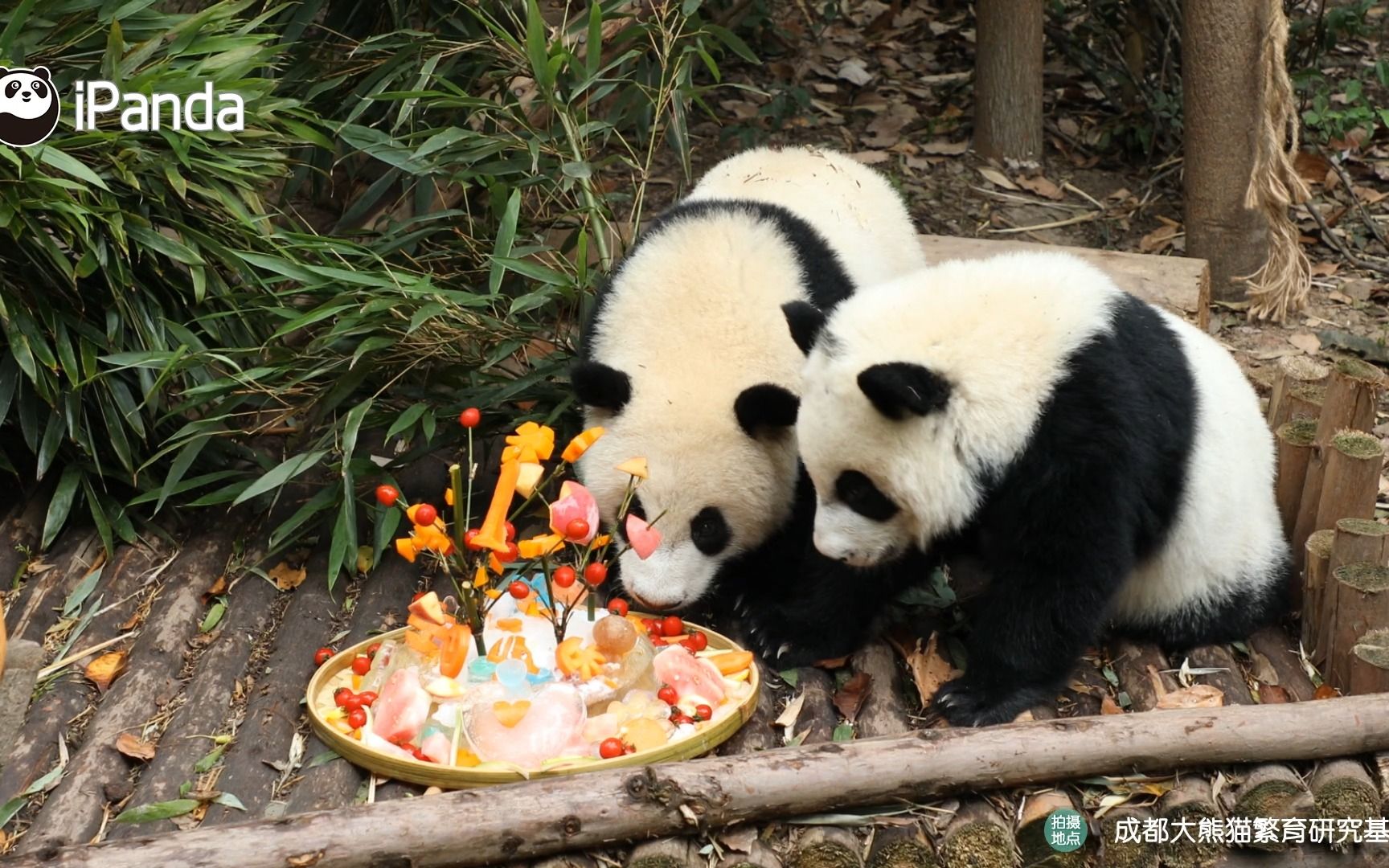 萌翻啦！看成都大熊猫的端午大餐，粽子一口一个 - 中国网