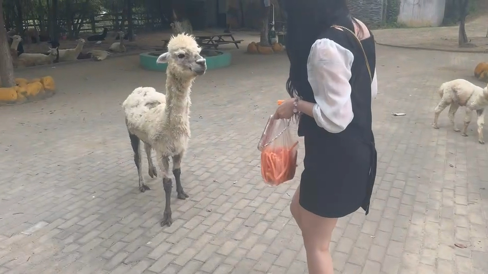 I'm going to post 5 videos.