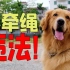 喜大普奔 5月1日起遛狗不拴绳违法！！