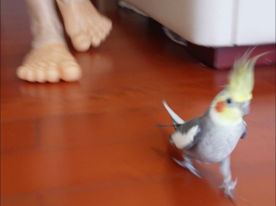 当鹦鹉一觉醒来，发现主人的脚变异了。