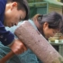 鼠曲草新昌人也叫做棉花青，在清明有用它做青麻糍的习俗。