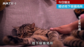 d8ed10d8da714a4320fcd41ef83189d7d6b19a6a.jpg@280w_158h_1c_100q.jpg