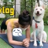 VLOG???  和狗狗运动的女子瑜伽伸展运动，腹肌运动程序