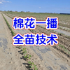 棉花一播全苗技术