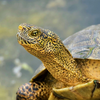 石斑龟(Actinemys marmorata