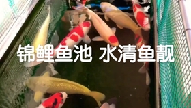 如何挑选锦鲤苗 d9031a5218bbc2a499a31f09ee329911ae99f8e5.jpg@280w_158h_1c_100q.jpg