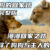 解说：一条狗的回家路（完整版