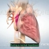 【3D医学动画】心脏（原版英文+中英双字幕）