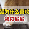 小猫咪的爱好蛮特别