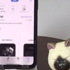 iPhone照片整理技巧