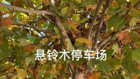 d94ea1e0c7e8aa42bbaa316eee1cf4e778fcd086.jpg@280w_158h_1c_100q.jpg