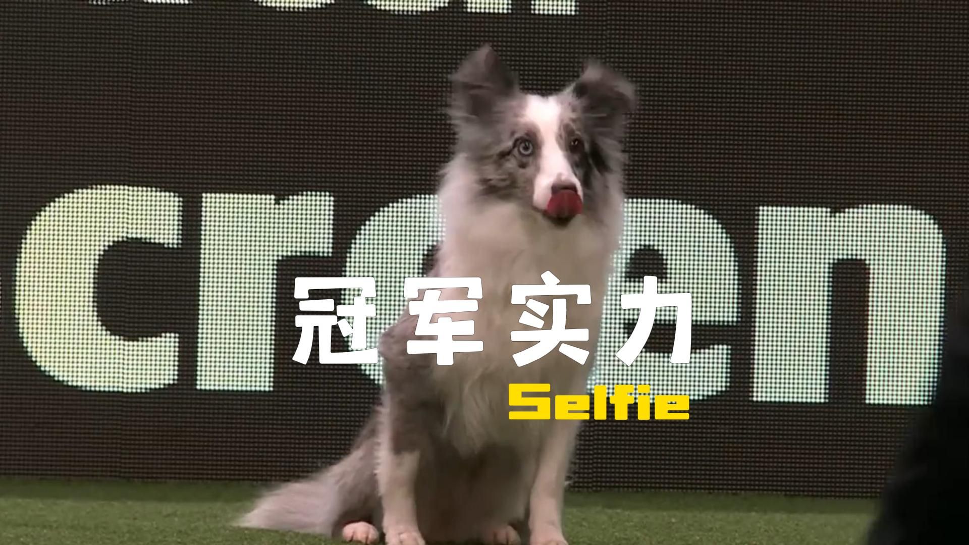Selfie：简简单单拿个冠军！2024Crufts敏捷锦标赛小型犬组冠军