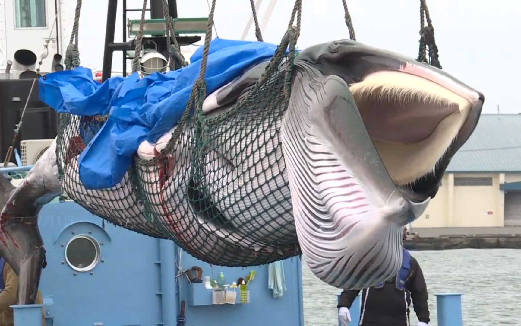 日本重启商业捕鲸，这是第一头被捕获鲸鱼