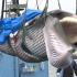 日本重启商业捕鲸，这是第一头被捕获鲸鱼