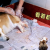 狗妈妈出现难产，主人直接用手拔出来，狗妈妈疼得一脸无奈