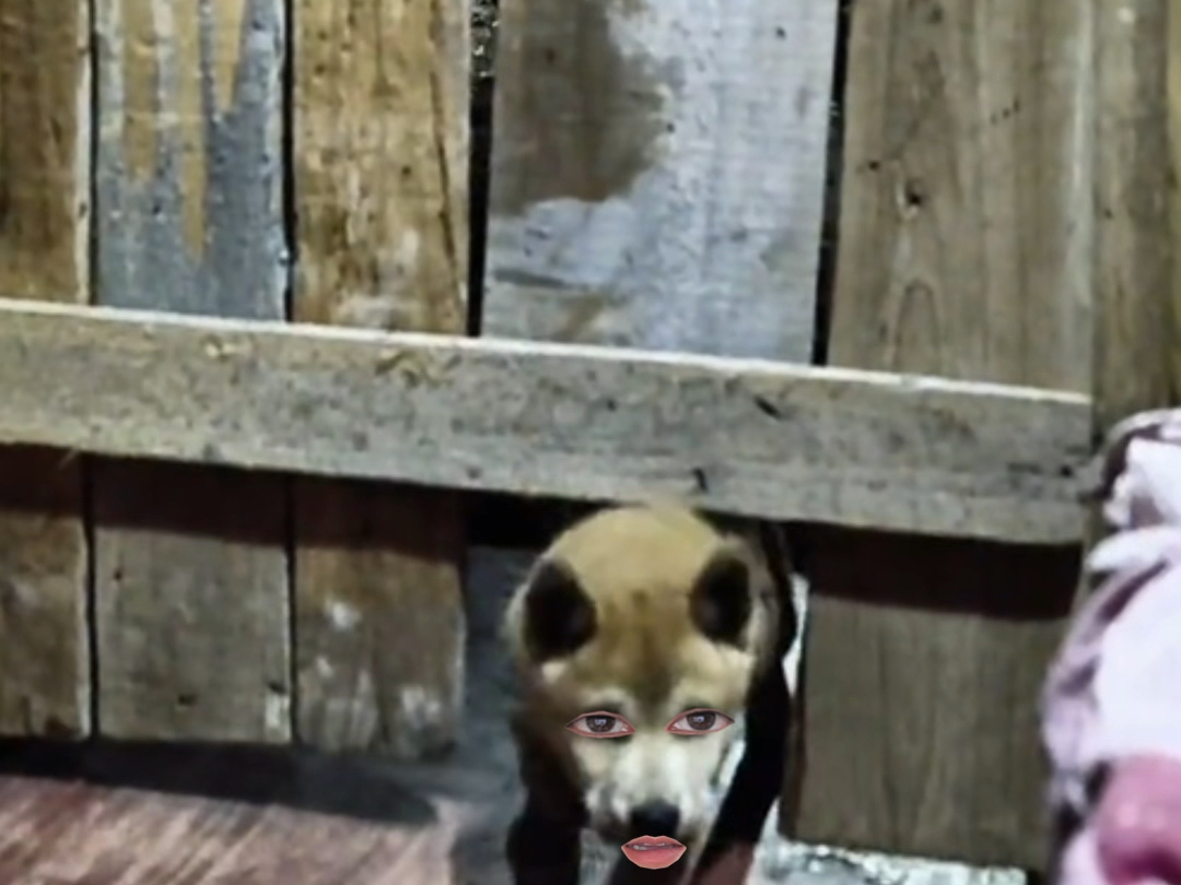 狗狗：冒昧的家伙