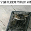 下了个捕鼠器竟然能抓到猫(゜Д゜≡゜д゜)!?——爆笑沙雕图
