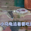 小草龟知道追着要吃的了