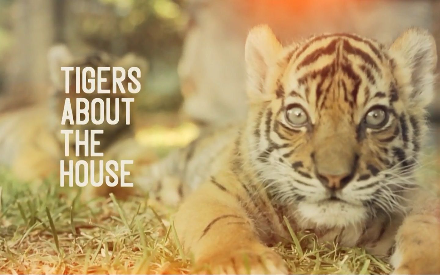 【bbc纪录片】家养小老虎   tigers about the house