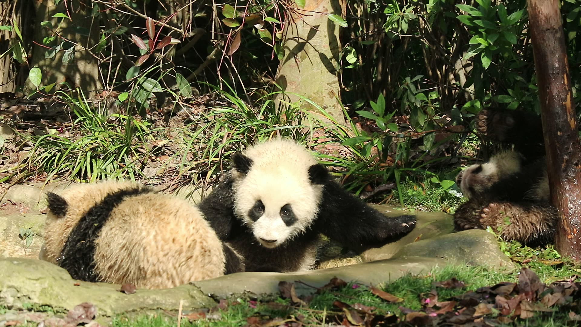 【大熊猫】活泼的太阳团子们